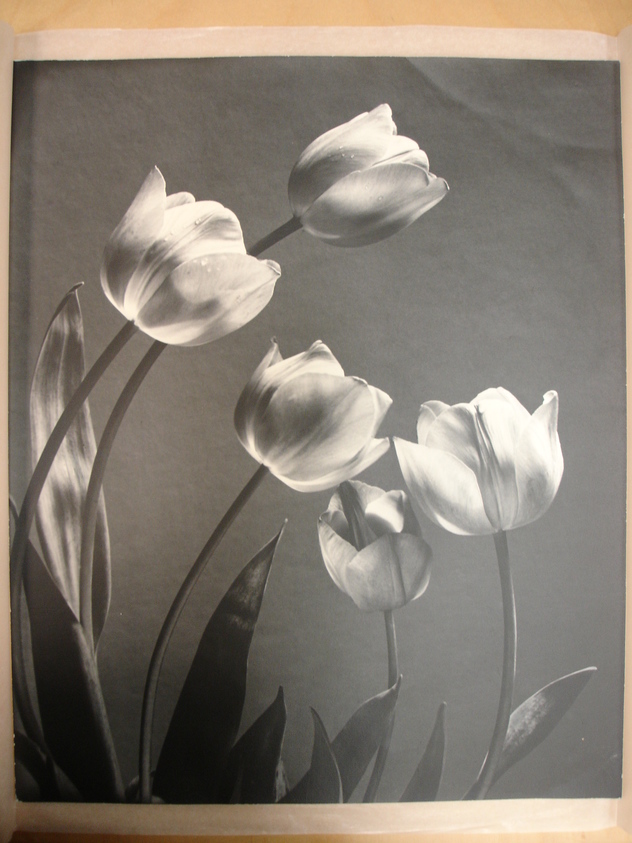 Dom Chiesa (American). <em>Harbingers of Spring</em>, n.d. Photograph, sheet: 17 x 14 in. (43.2 x 35.6 cm). Brooklyn Museum, Gift of the artist, 47.34 (Photo: Brooklyn Museum, CUR.47.34.jpg)