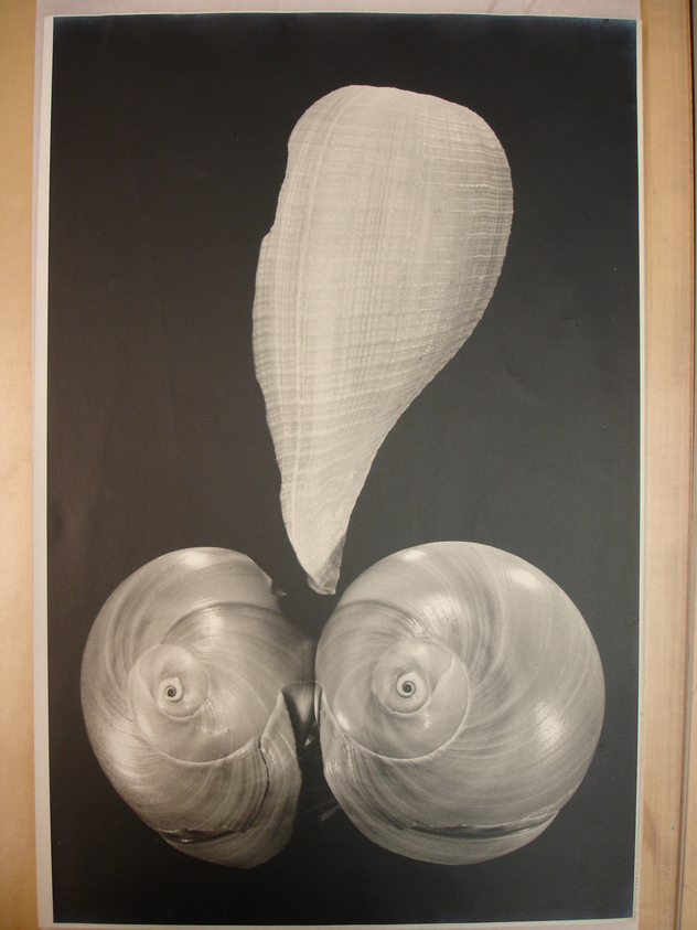 Dr. J.O. Fitzgerald. <em>Sea Shells</em>. print, 11 x 17 in. (27.9 x 43.2 cm). Brooklyn Museum, Gift of the artist, 48.88. © artist or artist's estate (Photo: Brooklyn Museum, CUR.48.88.jpg)