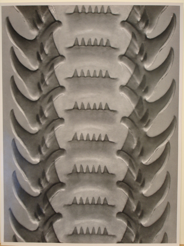 Carl Struwe. <em>Forms of the Microcosmos</em>. print, 11 x 14 in. (27.9 x 35.6 cm). Brooklyn Museum, Gift of the artist, 49.172.2. © artist or artist's estate (Photo: Brooklyn Museum, CUR.49.172.2.jpg)