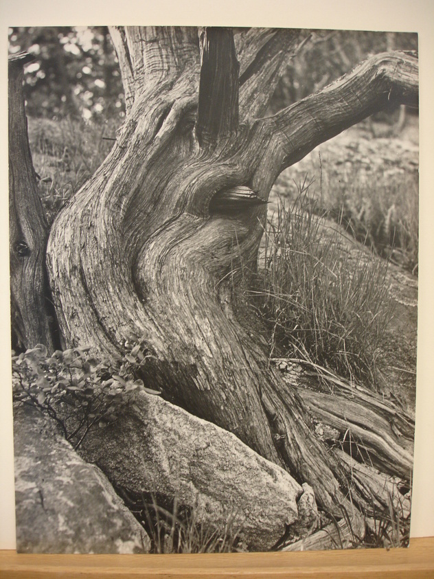 Clemens Kalischer (American, born Germany, 1921-2018). <em>Cypress Tree</em>, 1952. Photograph Brooklyn Museum, Gift of the artist, 53.155.2. © artist or artist's estate (Photo: Brooklyn Museum, CUR.53.155.2.jpg)