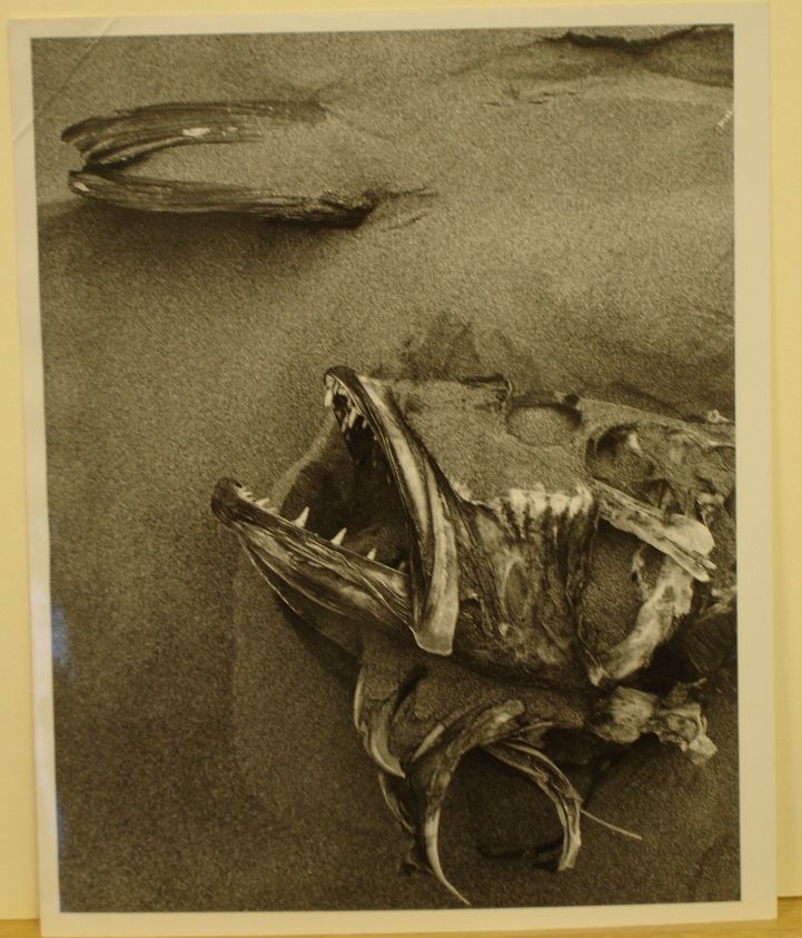 Don Normark (American, born 1928). <em>Fish - Washington Coast</em>, 1950. print, 10 × 8 in. (25.4 × 20.3 cm). Brooklyn Museum, Gift of the artist, 55.229.4. © artist or artist's estate (Photo: Brooklyn Museum, CUR.55.229.4.jpg)