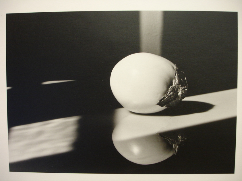 Julio Piedra (American, born 1937). <em>Untitled (White eggplant)</em>, 1984. Gelatin silver photograph, sheet: 13 7/8 × 10 7/8 in. (35.2 × 27.6 cm). Brooklyn Museum, Gift of Carl J. Lana, 85.87.4. © artist or artist's estate (Photo: Brooklyn Museum, CUR.85.87.4.jpg)