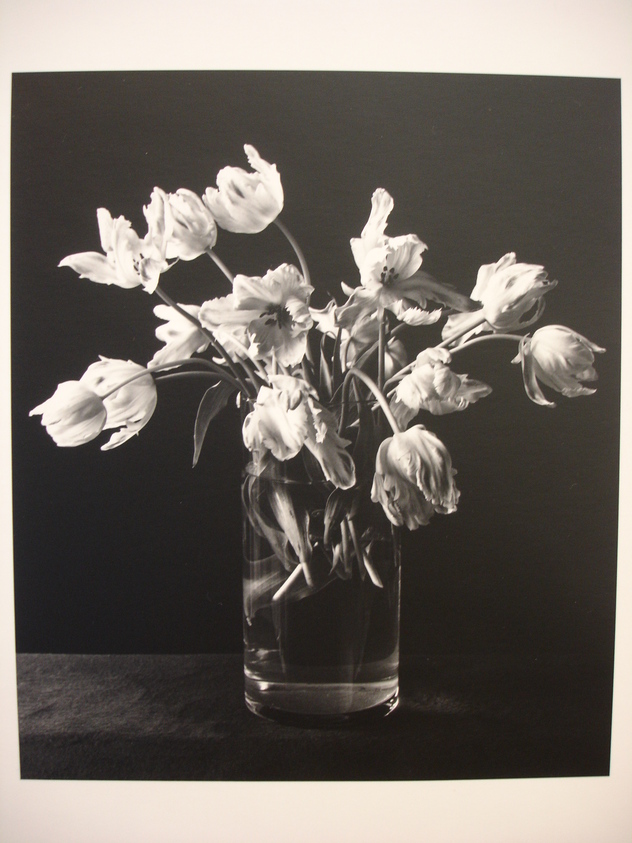 Julio Piedra (American, born 1937). <em>Untitled (Parrot tulips in glass vase)</em>, 1984. Gelatin silver photograph, sheet: 13 7/8 × 10 7/8 in. (35.2 × 27.6 cm). Brooklyn Museum, Gift of Carl J. Lana, 85.87.5. © artist or artist's estate (Photo: Brooklyn Museum, CUR.85.87.5.jpg)