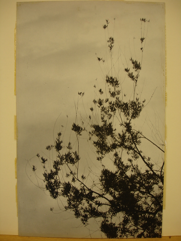 L. Weinstock. <em>Drooping Branches</em>. Gelatin silver print Brooklyn Museum, Brooklyn Museum Collection, X894.68 (Photo: Brooklyn Museum, CUR.X894.68.jpg)